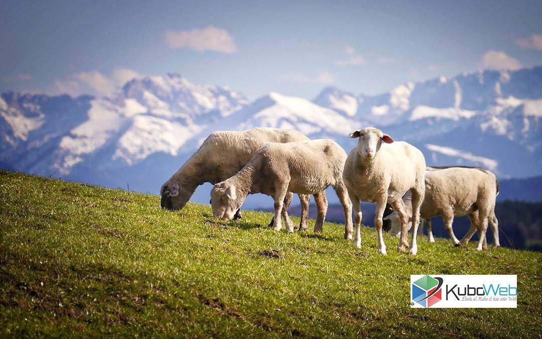 Abruzzo: pecore, uva e… ignoranza digitale